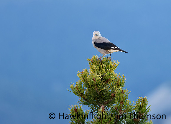 Clarks Nutcracker