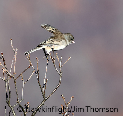 Dark-eyed Junco