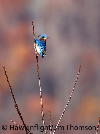 Eastern Bluebird