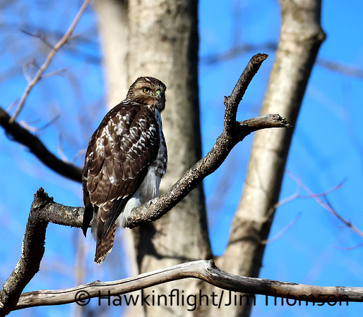 Red-tailed Hawk