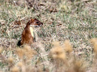 Weasel