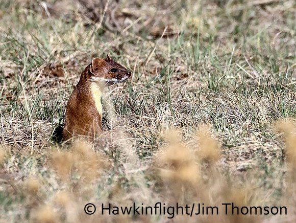 Weasel