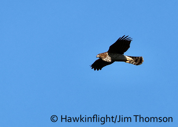 Cooper's Hawk