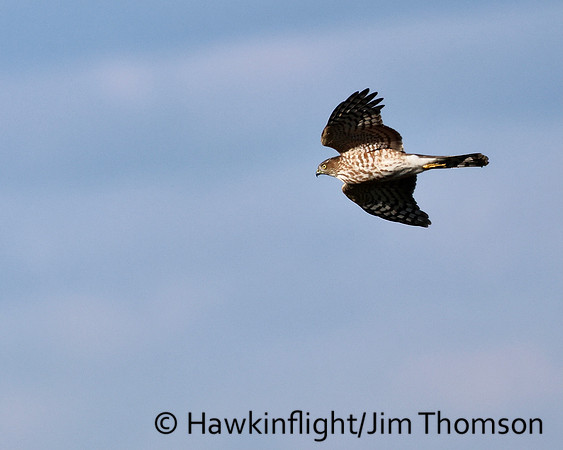 Cooper's Hawk