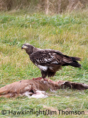 Bald Eagle
