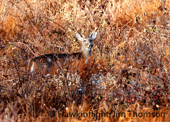 Whitetail Deer