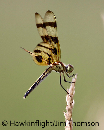 Dragonfly