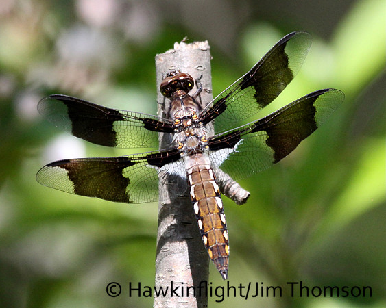 Dragonfly