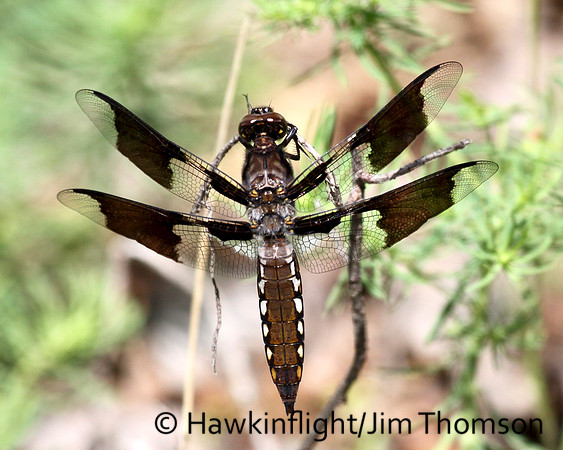 Dragonfly