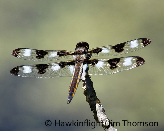 Dragonfly