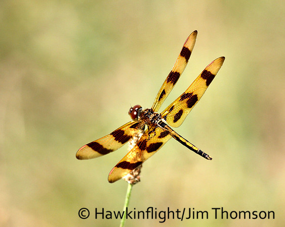 Dragonfly