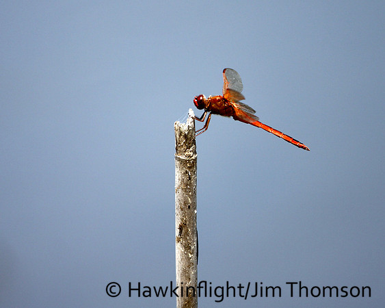Dragonfly