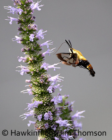 Hummingbird Moth
