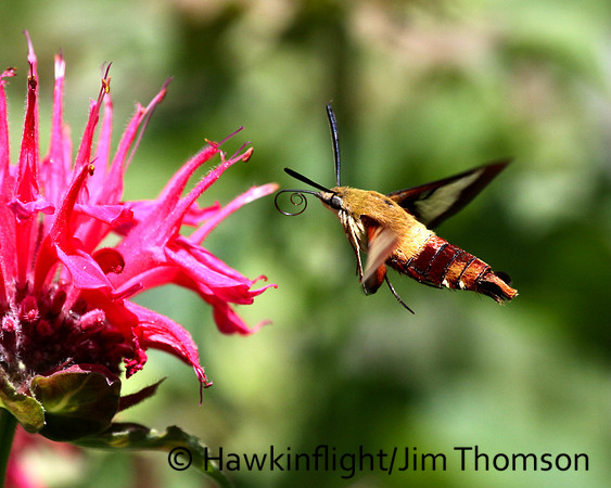 Hummingbird Moth