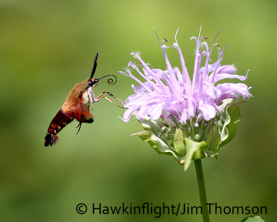 Hummingbird Moth