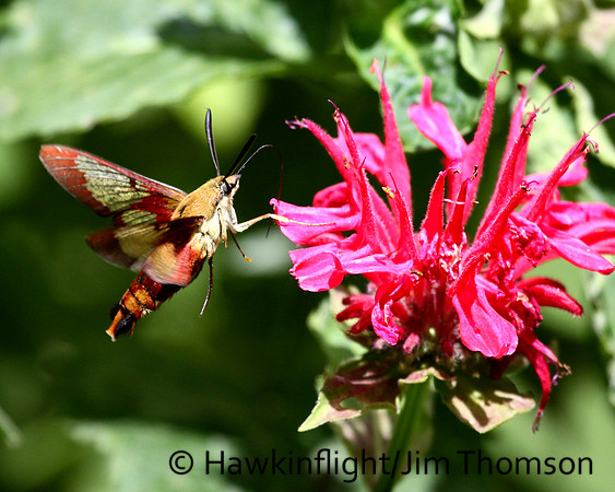 Hummingbird Moth