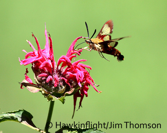 Hummingbird Moth
