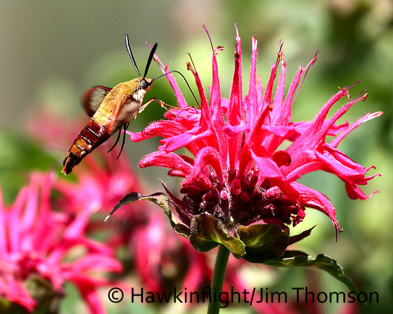 Hummingbird Moth