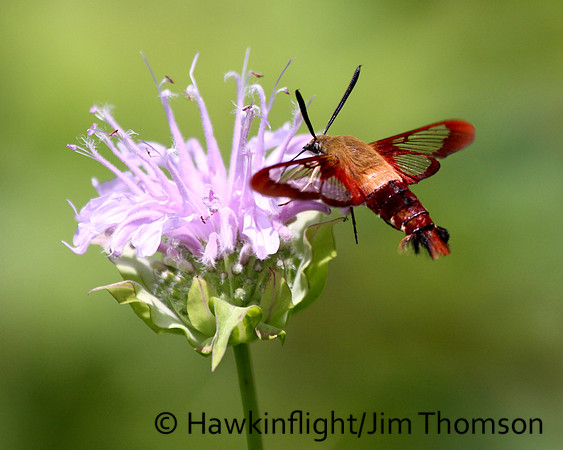 Hummingbird Moth