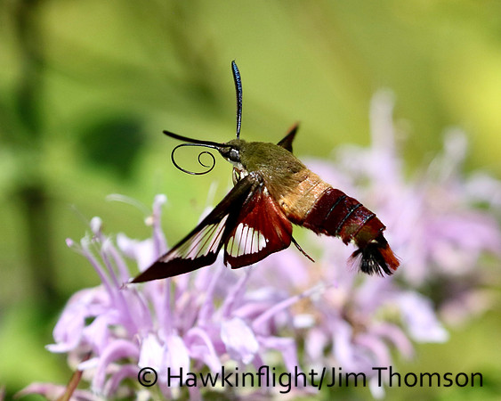 Hummingbird Moth