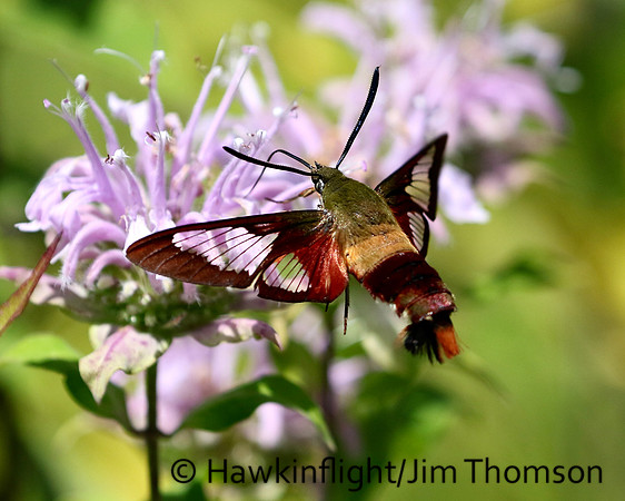 Hummingbird Moth