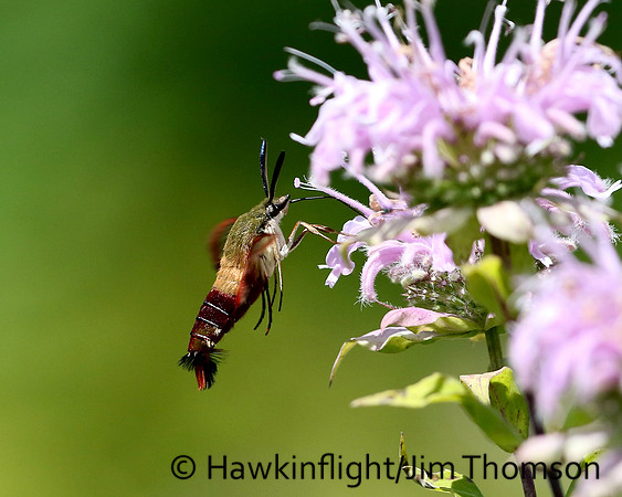 Hummingbird Moth