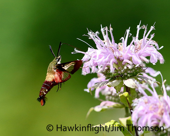 Hummingbird Moth