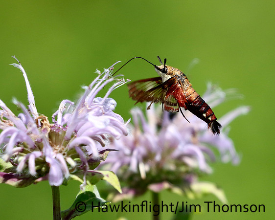 Hummingbird Moth