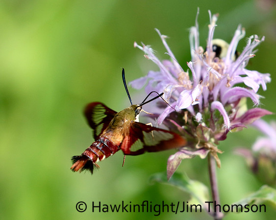 Hummingbird Moth