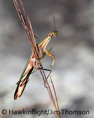 Praying Mantis