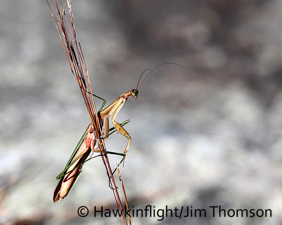 Praying Mantis