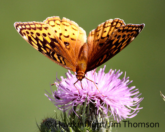 Great Spangled Fritillary