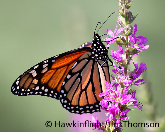 Monarch
