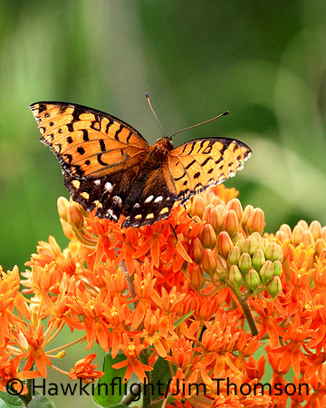 Regal Fritillary