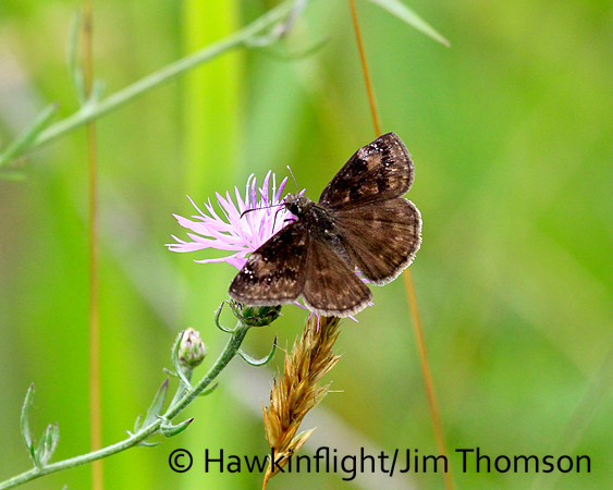 Butterfly- Misc