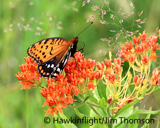 Regal Fritillary