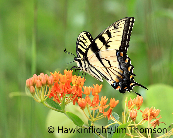 Tiger Swallowtail