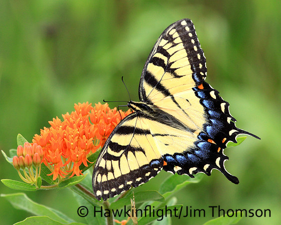 Tiger Swallowtail