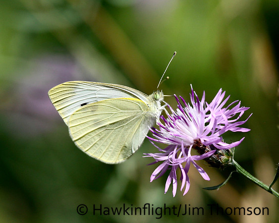 Cabbage White