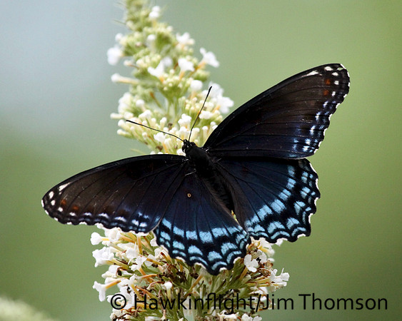 Red-spotted purple