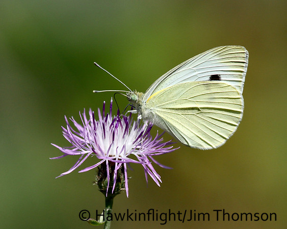 Cabbage White
