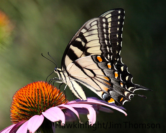 Tiger Swallowtail
