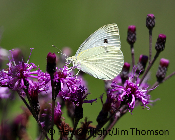 Cabbage White