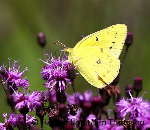 Sulphur