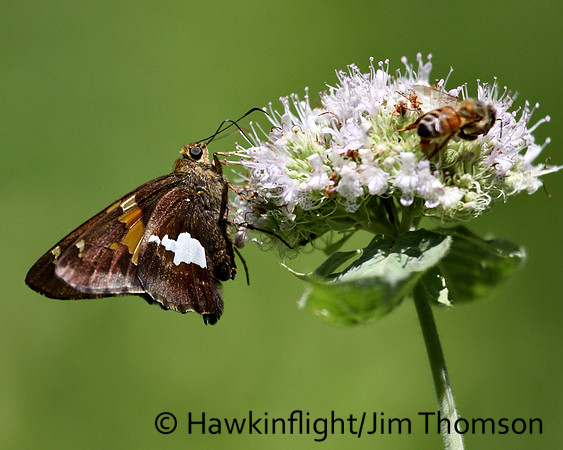 Silver-spotted Skipper
