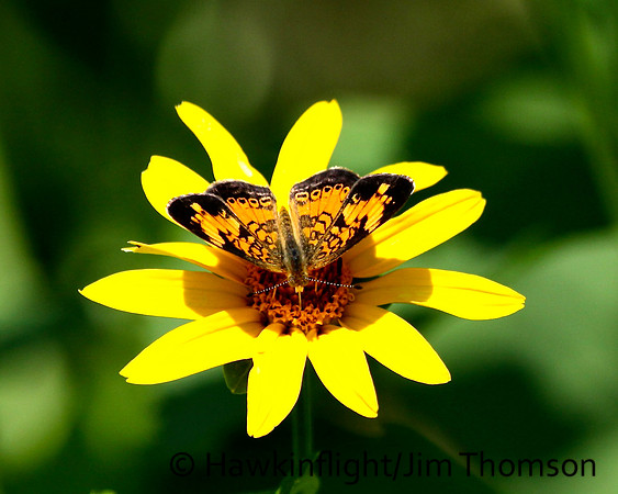 Butterfly - Misc