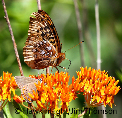 Great Spangled Fritillary