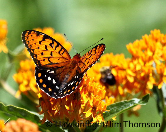 Regal Fritillary