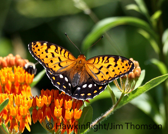 Regal Fritillary