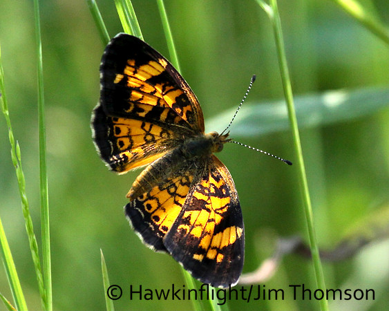 Butterfly- Misc